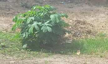 Imagem 2: Venda de terreno na divinéia