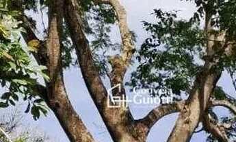 Imagem 3: Chácara com 2 dormitórios à venda, 72600 m² por R$ 650.000,00 - Agrovila Mata de Jerico