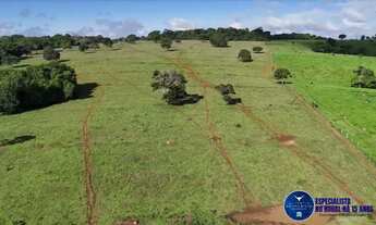 Imagem 5: Fazenda à Venda em Anicuns GO | 34 Alqueires | 28 em Lavoura