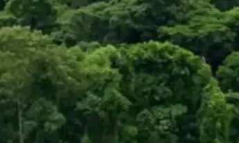 Imagem 2: Terrenos na cidade de Ibiúna - SP