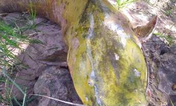 Imagem 7: Lote Pesqueiro Poção do Jau- 30 mil reais