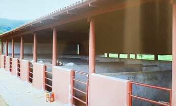 Imagem 7: Oportunidade! Vende-se um espetáculo de fazenda de 205 Alqueires