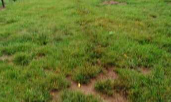 Imagem 2: Chácara 8 Alqueires Itaberaí