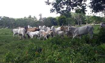 Imagem 2: ® FAZENDA MARAVILHOSA EM BAIXO GUANDU