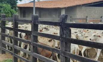 Imagem 5: FAZENDA EM RAFAEL JAMBEIRO - 900 TAREFAS