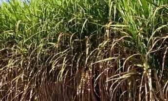 Imagem: Fazenda de 58 alqueires em Acreúna-Go