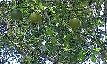 Imagem 3: Sitio com duas casas