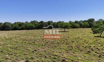 Imagem 7: Excelente Chácara 3 alqueires ( 14.52 hectares ) Bela Vista de Goiás