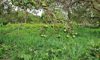 Imagem 3: Terreno de 2,75 ha, a 18 km da cidade de Caetité-BA o
