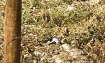 Imagem: Terreno 750 M² (30x25) Entroncamento Br