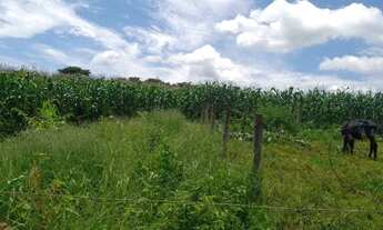 Imagem 4: Chácara de 5.000 m² - Muita Água, Terra Produtiva e Localização Privilegiada!