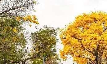 Imagem 4: Lote no Portal do Sol 2, 665 m²