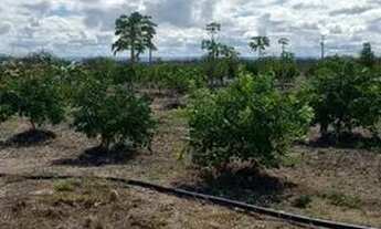 Imagem 4: Plantação Coco e limão Taiti