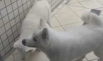 Imagem 2: Cobertura duplex tem 353 metros quadrados com 4 quartos em Embaré - Santos - SP