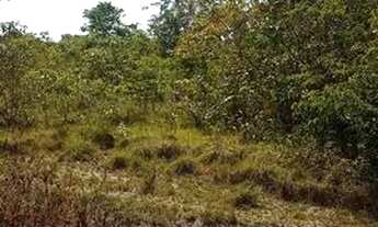 Imagem 4: Vendo este lote 10x29 no KL-32 na estrada de Manacapuru