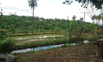 Imagem 5: Terreno 13.000 m², agua nos fundos, poço de peixe, fogão a lenha, terra ideal para plantio