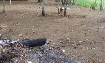 Imagem 3: /Lote com 800 M2 em Açutuba