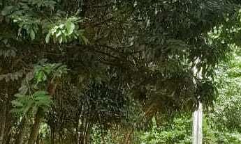 Imagem 3: Sítio em MG 432 KM 15.7 - Caracóis de Baixo - Esmeraldas/MG