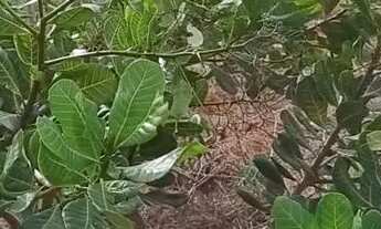 Imagem 5: TERRENO, VENDO OU TROCO NUM VEíCULO DE PASSEIO