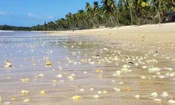Imagem 7: Terreno para venda com 366 metros quadrados em Velha Boipeba - Cairu - BA