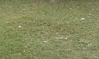 Imagem 3: VENDO TERRENO Terreno / lote com venda por R$30.000