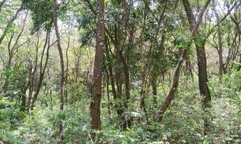 Imagem 7: Ótimo terreno 9000m2