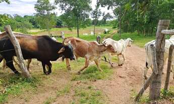 Imagem 4: Fazenda com 91 hectares banhando pelo rio Cuiabá no Município da cidade de Acori