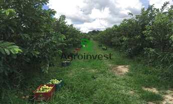 Imagem 4: Sítio em Hidrolândia-GO