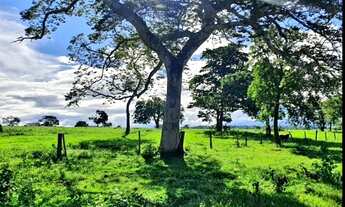 Imagem 5: Fazenda em Pacaja, 85 alqueires, para gado e plantio, oferta única!!!!