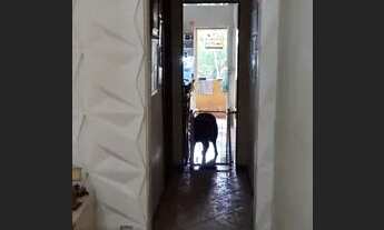 Imagem 6: Casa em Cascadura ,Quintino 3 quartos