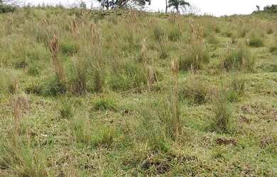 Imagem 4: Terrenos de 20.000 a 30.000 m² na Região da Represa de Piracaia SP