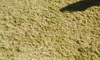 Imagem 5: Terreno em Tristeza