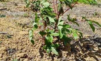 Imagem: Oportunidade - Sítio em Douradinho-SP