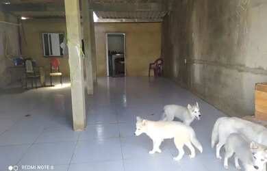 Imagem 3: Vendo casa no cidade nova