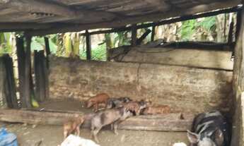 Imagem 7: Chácara 2.660 metros valor 430.000