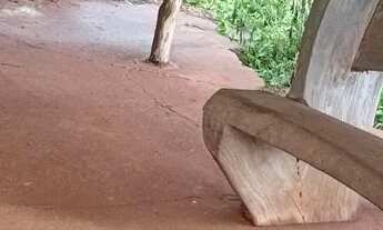 Imagem 6: Fazenda 7 alqueiros 100% formada