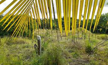 Imagem 2: Vendo Lindo sítio na beira da BR174