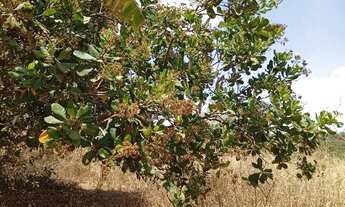 Imagem 3: Venda Terreno 5.154 m2 próximo da Barragem do João Leite - Goiânia