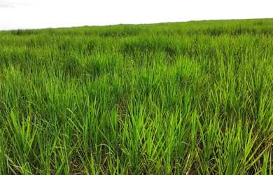 Imagem 6: Fazenda de cana 140 alqueires Região de Piracicaba SP