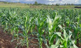 Imagem 3: CHÁCARA SETOR AGUILHADA SÃO SEBASTIÃO