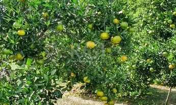 Imagem 3: Sítio em Fiuza Fazenda / sítio com venda por R$799.000