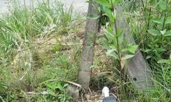 Imagem 3: Chacrinha Chácara com venda por R$120.000