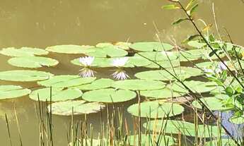 Imagem 2: Sítio/Chácara /Área 20.000 m2, nascente com lago- Pirenópolis - GO