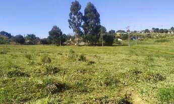 Imagem 4: Periquitos - Vila Romana