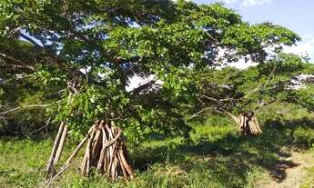 Imagem 5: Linda chácara Chácara com venda por R$100.000