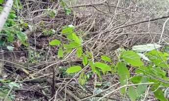 Imagem 6: Fazenda/Sítio/Chácara para venda tem 1100 metros quadrados em Guaratiba - Rio de Janeiro