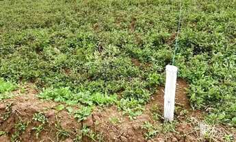 Imagem 7: Lotes perfeitos para sua chácara dos sonhos