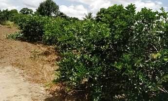 Imagem 3: Vendo terreno de limão