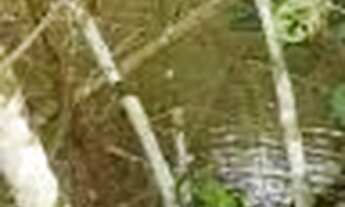 Imagem 6: Fazenda c/ 149he, c/ 80he aberto, terra mista, 70km de Cuiabá-MT