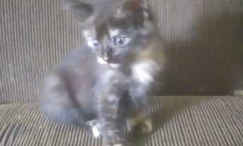 Imagem: Gatinho doação